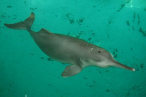 Kínai folyó dolphin: mindent a legritkább állatról